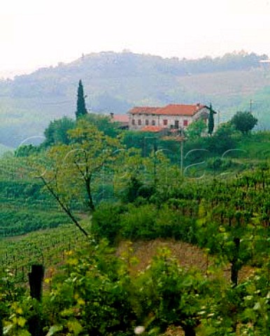 Vineyards near Oslavia Friuli Italy   Collio