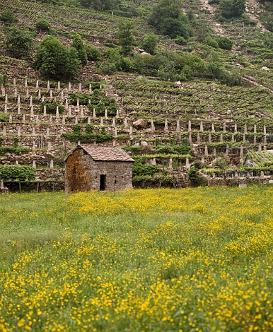 Terraced Nebbiolo vineyard at Donnaz   ValledAosta Italy  Donnas