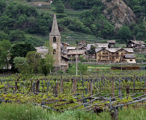 Vines trained on low pergolas near Verrs in the ArnadMontjovet subzone of Valle dAosta Italy