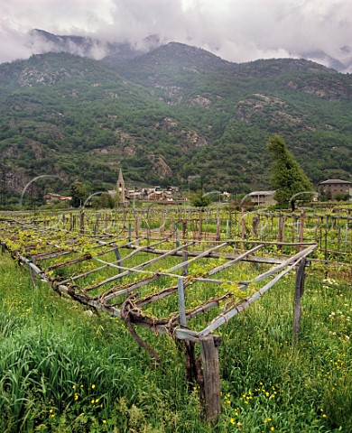 Vineyards near Verrs Valle dAosta Italy ArnadMontjovet subzone