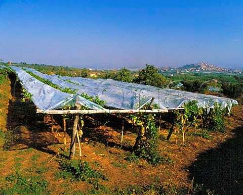 Vineyard for eating grapes that is covered with   plastic sheeting for protection  Monteporzio Catone   Lazio Italy    Frascati