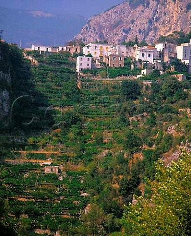 Vines and citrus groves on steep hillside at  Pontone near Ravello Campania Italy