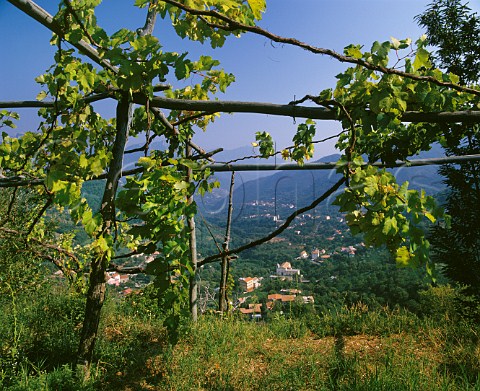 Vines on pergola trellis in the coastal hills near Ravello Campania Italy