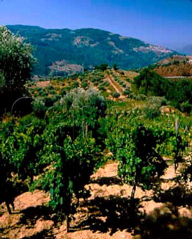 Vineyard west of Nocera in the mountains of   central Calabria Italy