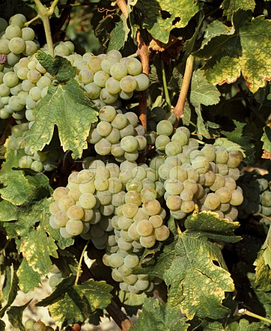 Verdicchio grapes in vineyard of Garofoli    Loreto Marches Italy   Verdicchio dei Castelli di Jesi Classico