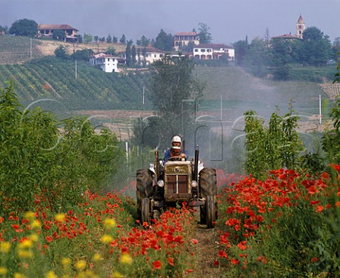 Spraying peach trees with vineyards on the slopes below La Morra in distance Piemonte Italy