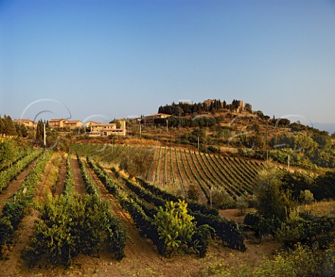 Vineyards at San Angelo in Colle near Montalcino  Tuscany  Brunello di Montalcino