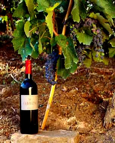 Bottle of Fratelli dAngelos Canetto and 25year   old Aglianico vine Canes are the traditional method   of support for these vines on the slopes   of Monte Vulture   Rionero in Vulture Basilicata Italy