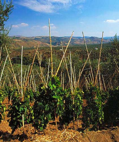 Aglianico vines supported on canes the traditional   method on the slopes of Monte Vulture Basilicata   Italy   Aglianico del Vulture
