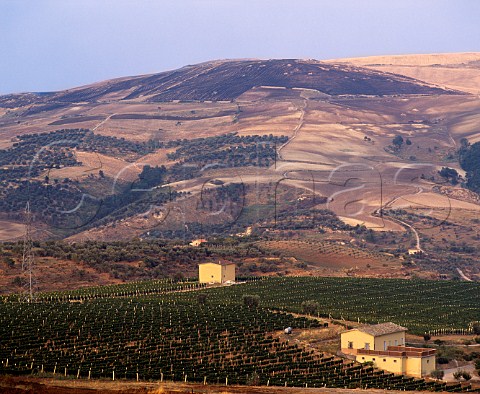 Vineyards on the slopes of Monte Vulture   Rionero in Vulture Basilicata Italy  Aglianico del Vulture