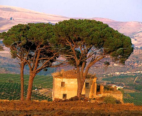 Pine trees and old farmhouse built about 1680 on   the Vigna dei Pini estate of Fratelli dAngelo   Rionero in Vulture Basilicata Italy
