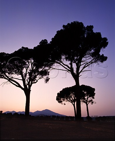 The pine trees on the Vigna dei Pini estate of   Fratelli dAngelo with Monte Vulture in the distance   Rionero in Vulture Basilicata Italy