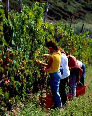 Harvesting Sangiovese grapes for Castello di   Volpaia Tuscany Italy     Chianti Classico