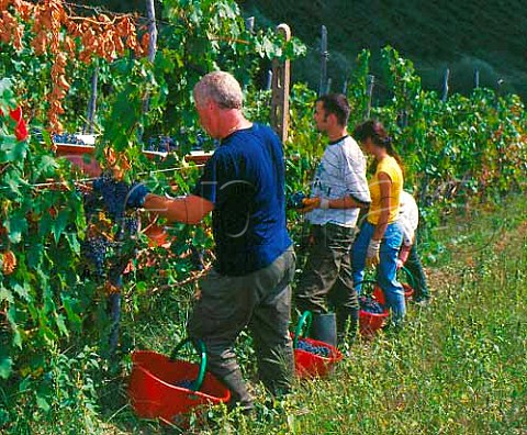 Harvesting Sangiovese grapes for Castello di   Volpaia Tuscany Italy    Chianti Classico