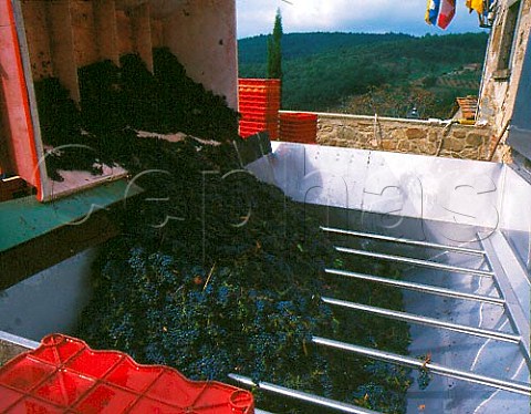 Sangiovese grapes arriving at Castello di Volpaia   Tuscany Italy Chianti Classico