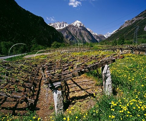 Springtime in vineyards at Morgex  Grown in the   traditional way on low pergolas these are at over 3000 feet some of the highest in Europe  Valle dAosta Italy  Blanc De Morgex Et De La Salle