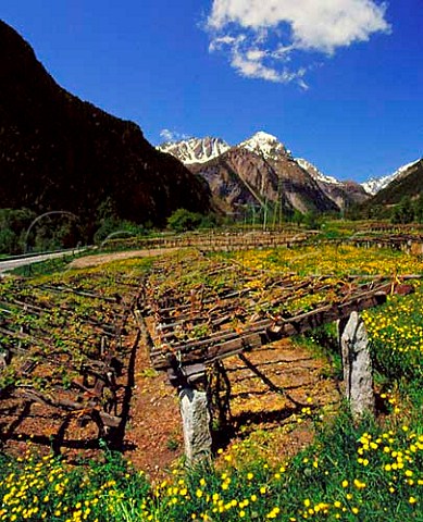 Springtime in vineyards at Morgex Grown in the   traditional way on low pergolas these are at over   3000 feet some of the highest in Europe  Valle dAosta Italy