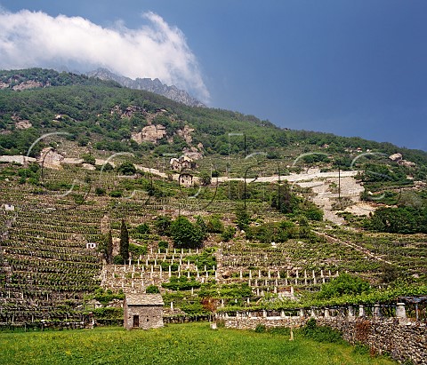 Terraced vineyards at Donnas Valle dAosta   Italy Donnaz