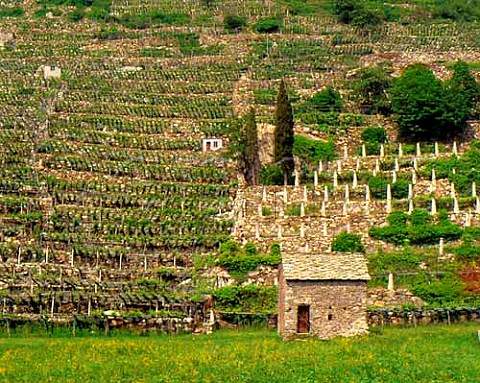 Terraced vineyard at Donnas in the Valle dAosta   Italy   DOC Donnaz