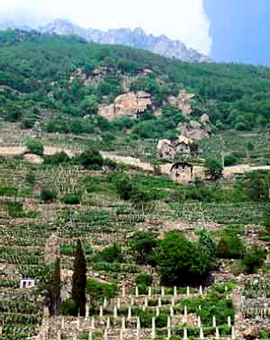 Terraced vineyards at Donnas Valle dAosta Italy   DOC Donnaz