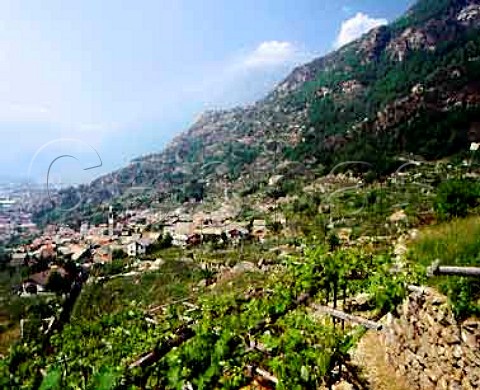 Nebbiolo vines known here as Picutener on pergolas   above the village of Carema and the valley of the   Dora Baltea river Piemonte Italy