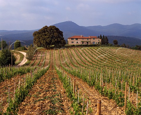 Merlot vineyard of Grattamacco estate   Castagneto Carducci Tuscany Italy   Bolgheri