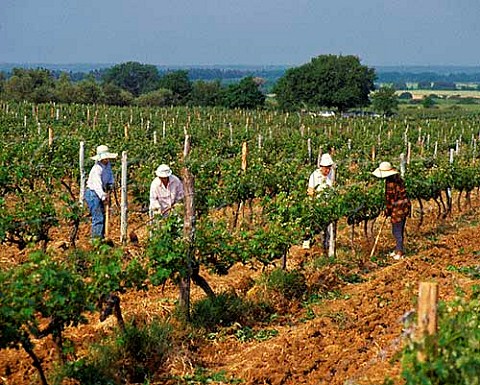 Workers breaking the ground by hand in a Cabernet  Sauvignon vineyard of Tenuta San Guido from which comes Sassicaia Bolgheri Tuscany Italy