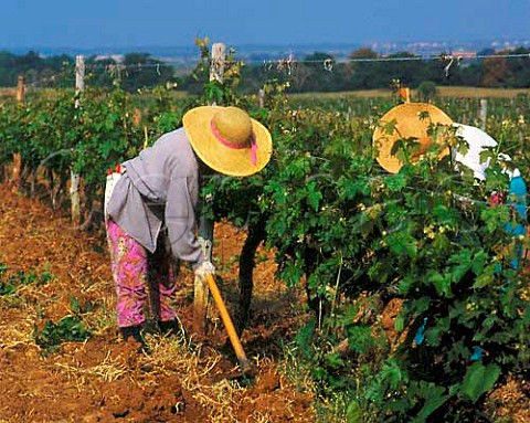 Breaking the ground by hand in one of the Cabernet   Sauvignon vineyards of Tenuta San Guido from which   comes Sassicaia About 8km from the sea at Bolgheri   Tuscany