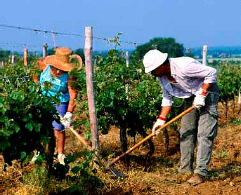 Breaking the ground by hand in one of the Cabernet   Sauvignon vineyards of Tenuta San Guido from which   comes Sassicaia      Bolgheri Tuscany Italy