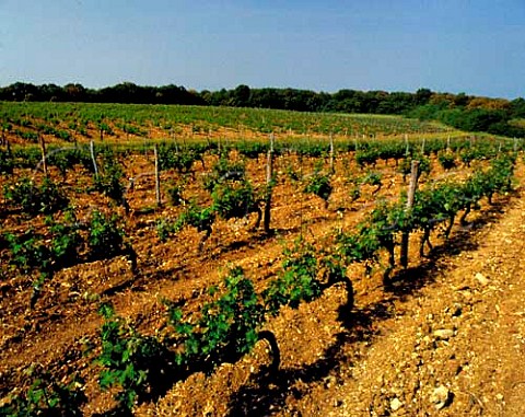 Cabernet Sauvignon vines in the vineyard from which   Sassicaia was named So called because of the stony   soil  Sassi  stones Tenuta San Guido Bolgheri   Tuscany