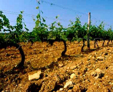 Cabernet Sauvignon vines in the vineyard from which   Sassicaia was named So called because of the stony   soil  Sassi  stones   Tenuta San Guido Bolgheri Tuscany Italy