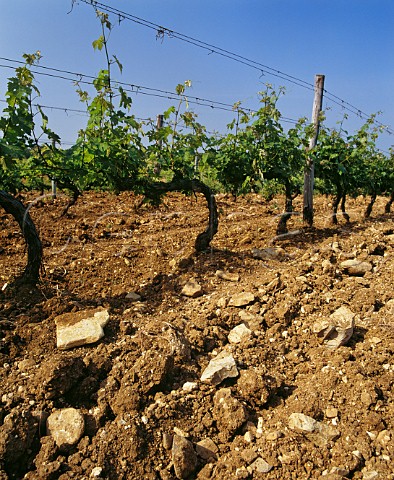 Cabernet Sauvignon vines in the vineyard from which Sassicaia was named so called because of the stony soil Sassi  stones Tenuta San Guido Bolgheri Tuscany Italy
