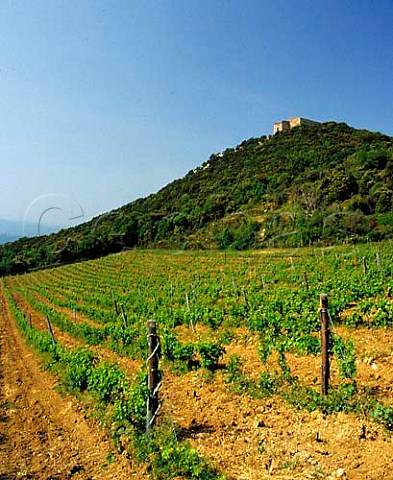 Castiglioncello the original vineyard of Sassicaianamed after the 14thcentury castle on the hilltopAt an altitude of around 340 metres it is 15km fromthe sea on the estate of Tenuta San Guido atBolgheri Tuscany Italy