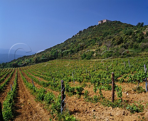 Castiglioncello the original Cabernet Sauvignon vineyard of Sassicaia named after the 14thcentury castle on the hilltop Tenuta San Guido Bolgheri Tuscany Italy  Bolgheri