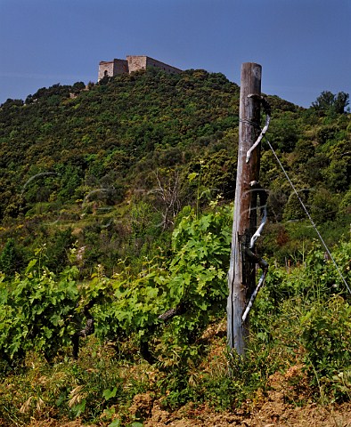 Castiglioncello the original vineyard of Sassicaianamed after the 14thcentury castle on the hilltopAt an altitude of around 340 metres it is 15km fromthe sea on the estate of Tenuta San Guido atBolgheri Tuscany Italy 