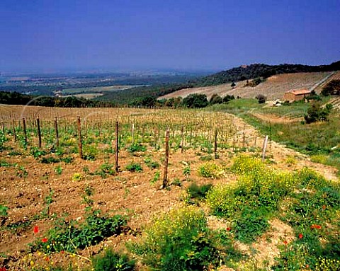 The new Quercione vineyards of Sassicaia on the   estate of Tenuta San Guido at Bolgheri Tuscany
