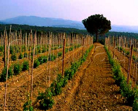 Young Merlot vineyard of Ornellaia Bolgheri   Tuscany Italy