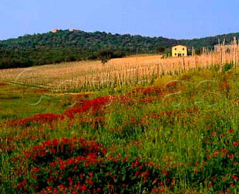 Young Merlot vineyard of Ornellaia   Bolgheri Tuscany Italy
