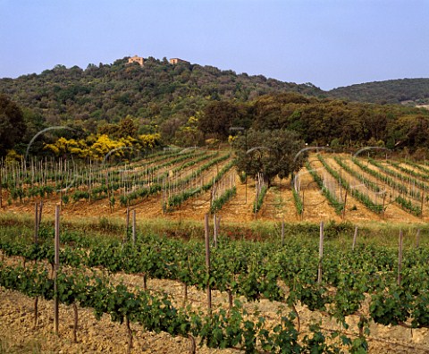 Vineyards of Ornellaia at Bolgheri Tuscany  Italy  Bolgheri