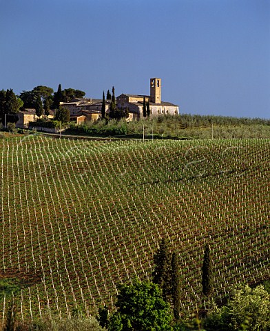 Vineyard below Abbazia Monte Oliveto San Gimignano Tuscany Italy