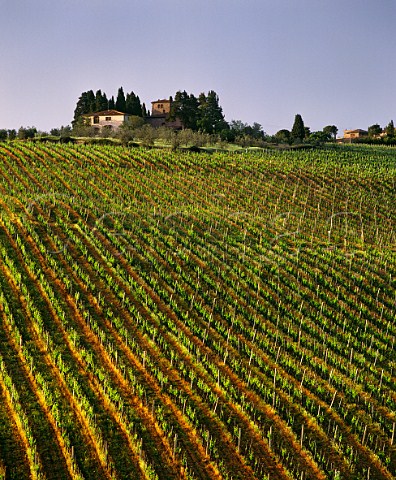 Sangiovese vines in the Tignanello vineyard below Villa Tignanello on the Santa Cristina estate of Antinori Near Mercatale Val di Pesa Tuscany Italy