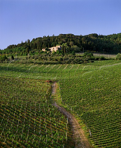 Tignanello vineyard left and top planted with Sangiovese and the Solaia vineyard right with Cabernet Sauvignon on the Santa Cristina estate of Antinori Mercatale Val di Pesa Tuscany Italy