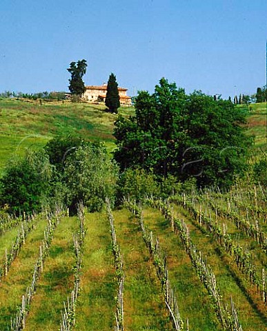 Vineyard of Badia a Passignano  owned by Marchesi L    P Antinori of Florence Chianti Classico