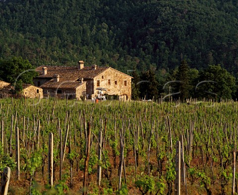 Vineyard of Antinori at Badia a Passignano Tuscany  Italy       Chianti Classico