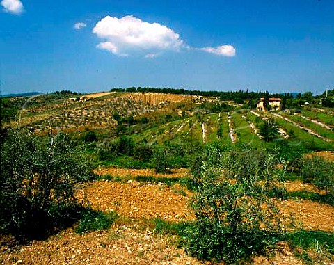 Vineyards and olive groves at Ama near Radda in   Chianti Tuscany Chianti Classico