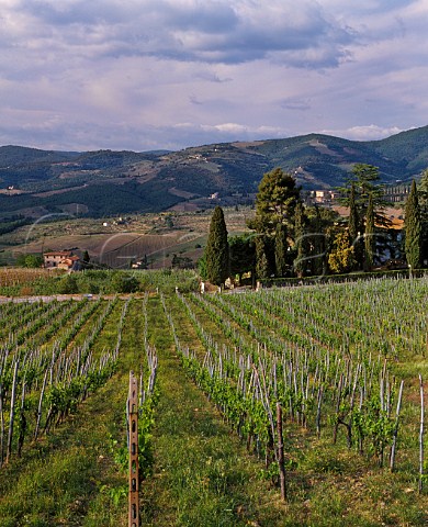 Vineyard landscape near Panzano in Chianti Tuscany Italy Chianti Classico