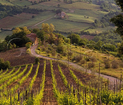 Vineyard of Fontodi near Panzano in Chianti   Tuscany Italy Chianti Classico