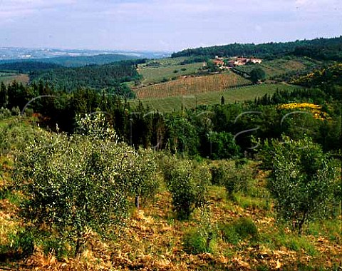 Vineyards and winery of Isole e Olena at Isole   Tuscany Italy   Chianti Classico