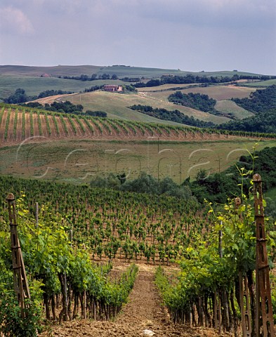 Vineyards on the estate of Altesino Montalcino   Tuscany Italy       Brunello di Montalcino