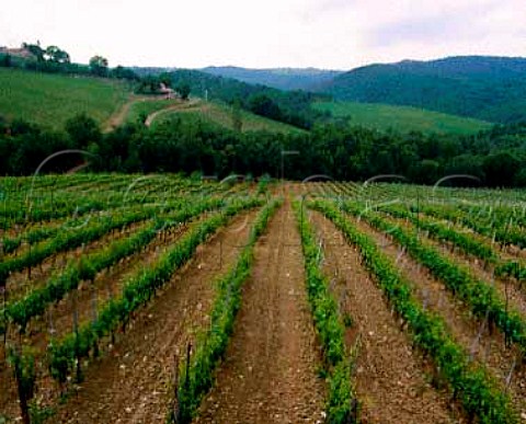 Brunello vineyard of Pertimali on the hill of   Montosoli below the town of Montalcino Tuscany   Italy   Brunello di Montalcino
